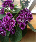 39usd purple Ngryise 100pcs Sinningia speciosa seed