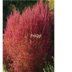19usd red Prodgf 5000Pcs Kochia scoparia seed
