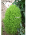 19usd green Prodgf 5000Pcs Kochia scoparia seed