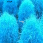 19usd blue Prodgf 5000Pcs Kochia scoparia seed