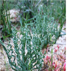 35usd Ngryise 5pcs gethyllis bulb