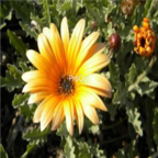 18usd yellow Ngryise 3000pcs Arctotis stoechadifolia seed