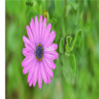 18usd purple Ngryise 3000pcs Arctotis stoechadifolia seed