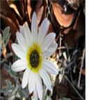 18usd white Ngryise 3000pcs Arctotis stoechadifolia seed