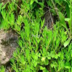 39usd Ngryise 100pcs Sedum sarmentosum seed