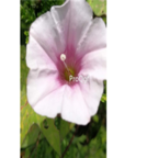 19usd Ngryise 300pcs Calystegia hederacea seed