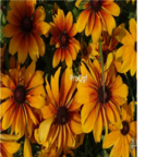 18usd Ngryise 8000Pcs Rudbeckia hirta seed