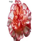 16usd red white ProQgf 8000Pcs A Set  Carnation Dianthus  seed