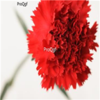 16usd dark red ProQgf 8000Pcs A Set  Carnation Dianthus  seed