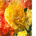 16usd ProQgf 8000Pcs A Set  Carnation Dianthus  seed