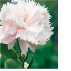 16usd white ProQgf 8000Pcs A Set  Carnation Dianthus  seed