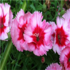 16usd pink red ProQgf 8000Pcs A Set  Carnation Dianthus  seed