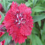 16usd potted red ProQgf 8000Pcs A Set  Carnation Dianthus  seed
