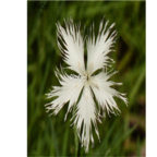 16usd rare white ProQgf 8000Pcs A Set  Carnation Dianthus  seed
