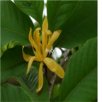 19usd ProQgf 100Pcs A Set  Michelia Champaca seed