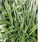 ProQgf 1000Pcs A Set Ophiopogon intermedius seed