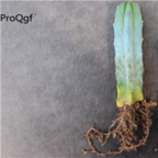 39usd Ngryise 50pcs Myrtillo cactus geometrizans seed