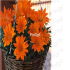 19usd orange Ngryise 3000Pcs Gazania rigens Moenc seed