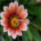 19usd light pink Ngryise 3000Pcs Gazania rigens Moenc seed