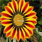 19usd yellow orange double color Ngryise 3000Pcs Gazania rigens Moenc seed