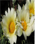 19usd pure white Ngryise 3000Pcs Gazania rigens Moenc seed