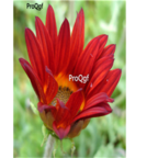 19usd dark red Ngryise 3000Pcs Gazania rigens Moenc seed