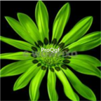 19usd dark green Ngryise 3000Pcs Gazania rigens Moenc seed