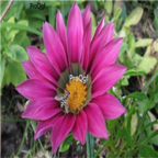 19usd dark purple Ngryise 3000Pcs Gazania rigens Moenc seed