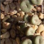 259usd 50Pcs A Set .obscurum ssp.sponsaliorum SH.1437 seed