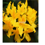 15usd yellow Ngryise 3000pcs Azalea Rhododendron seed