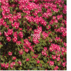 15usd red white Ngryise 3000pcs Azalea Rhododendron seed