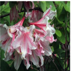 15usd light pink Ngryise 3000pcs Azalea Rhododendron seed