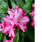 15usd pink with red edge Ngryise 3000pcs Azalea Rhododendron seed