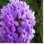 15usd blue Ngryise 3000pcs Azalea Rhododendron seed