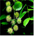 18usd Ngryise 300Pcs A Set Uncaria rhynchophylla seed