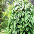 28usd Ngryise 10pcs CAULISPOLYGONIMULTIFLORI seed