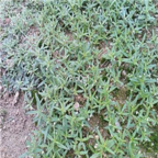 18usd Ngryise 100pcs Spreading Hedyotis seed