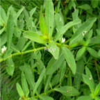 18usd Ngryise 100pcs Alternanthera sessilis seed