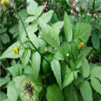 18usd Ngryise 100pcs Bidens pilosa seed