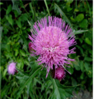 18usd Ngryise 100pcs Cirsium setosum seed