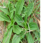 18usd Ngryise 100pcs Plantago asiatica seed