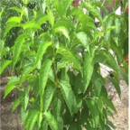 18usd Ngryise Tylophora secamonoides seed