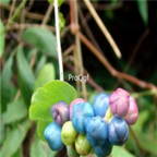 28usd Ngryise 100pcs Polygonum perfoliatum seed