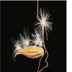 29usd Ngryise 50pcs Metaplexis japonica seed