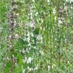 28usd Ngryise 1000pcs  parthenium hysterophorus seed