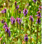 28usd Ngryise 500pcs Prunella vulgaris seed