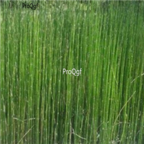 28usd Ngryise 500pcs Equisetum ramosissimum seed