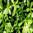 29usd Ngryise 500pcs Portulaca oleracea seed