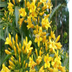 28usd Ngryise 300pcs Gelsemium elegans seed