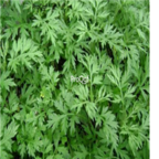 29usd Ngryise 500pcs Artemisia lavandulaefolia seed
